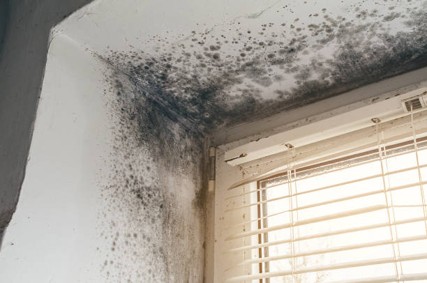 Trusted Commercial Mold Remediation service in Garfield, NJ - Cheap Mold Removal