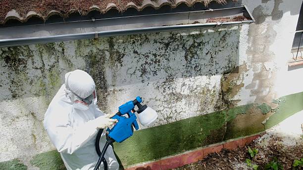 Trusted Mold Removal service in Garfield, NJ - Cheap Mold Removal